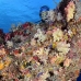 coral_soft_bh_v_0254_pal0787.jpg